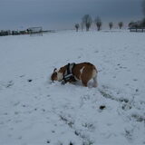 sneeuwschuiven