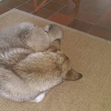 Foto van Jackie en Kiba:)