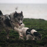 Foto van Angelique; Bruno, Charlie & Fenna