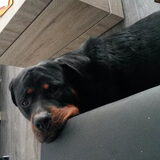 Foto van Nancy en Dino