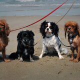 Met de honden aan zee
