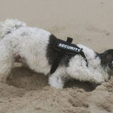 Foto van Lisa; Bobbie, Bentley & Lilly