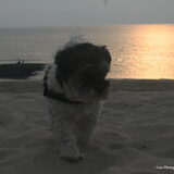 Bobbie tijdens zonsondergang