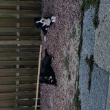 Foto van Lucia, Lizzy & Ziva