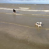 Foto van Mopske & Grappa