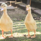 Foto van Inge, baasje van Gina, Flynn en Wobbe