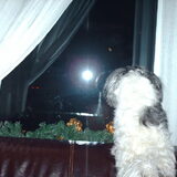 Foto van liesbeth,Turbo,Luna, Levi en Faith