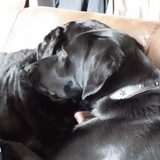 Vrienden voor het leven: Luca en Blacky