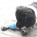 Foto van Doortje & Tibbe