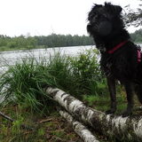 Foto van Ciska en Spanjaardje Moh (Bambi r.i.p.)