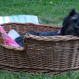 Foto van Ciska en Spanjaardje Moh (Bambi r.i.p.)