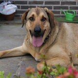 Foto van Muis,Vera, Papadopoulos, Odette, Annabelle en Ciska (Terra+, Dinky+, Saltarin+, Sam+, Zara+, Paco+)