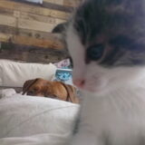 Foto van Michelle, baasje van Scotty en kater Charlie †