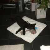 Foto van Nienke & Diesel