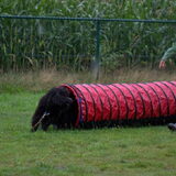 Foto van sylvia