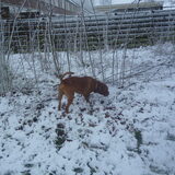 Foto van Michelle, baasje van Scotty en kater Charlie †