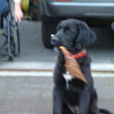 Foto van Nienke & Diesel