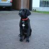 Foto van Nienke & Diesel