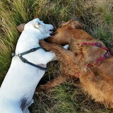 Foto van Rachelle & Hummie