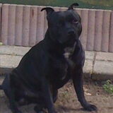 Mancio Engelse Stafford Bull terrier!