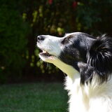 Foto van Inge, baasje van Sasha en Myra <3