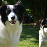 Foto van Inge, baasje van Sasha en Myra <3