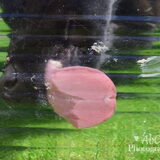 Foto van * Baasje Buddie met Anne*