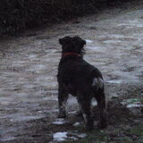 Boris
