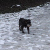 Boris op sneeuw/ijs