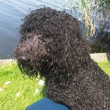 Foto van sylvia