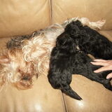 Foto van Evelyn met Tommy, Tuppence en Disney!
