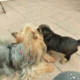 Foto van Evelyn met Tommy, Tuppence en Disney!
