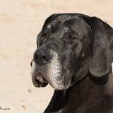 Foto van Buddy Rhoda & Kyon