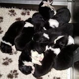 Pups aan het slapen