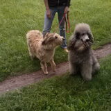 Met Picardische herder