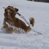 mooie grote tak gevonden, verstopt onder zo'n 30 cm sneeuw!!! Knap van…