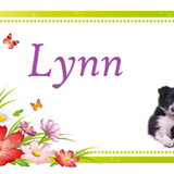 De naam van mijn Border Collie