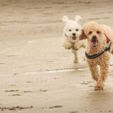 Foto van Inge, baasje van Gina, Flynn en Wobbe