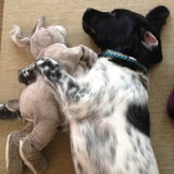 Foto van Doortje & Tibbe