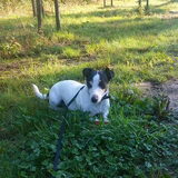 Foto van Liesbeth... Jack - Max † - Blixem