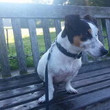 Foto van Liesbeth... Jack - Max † - Blixem