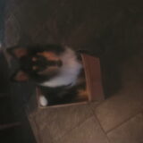 Foto van ~ Luna & Lèxi ~
