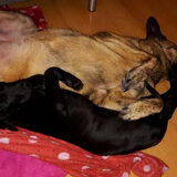 Foto van Dutchshepherdteam