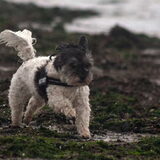 Foto van Lisa; Bobbie, Bentley & Lilly