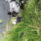 Foto van Lisa; Bobbie, Bentley & Lilly