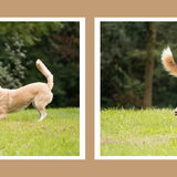 Foto van Demi - Nova, Jairo, Loki & Kaiyu