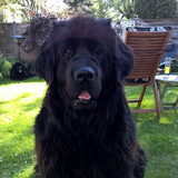 Foto van Ruud, Izzy, Juno (en Nina †)