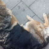 Foto van Michelle, baasje van Scotty en kater Charlie †