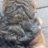 Foto van Michelle, baasje van Scotty en kater Charlie †