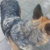 Foto van Michelle, baasje van Scotty en kater Charlie †